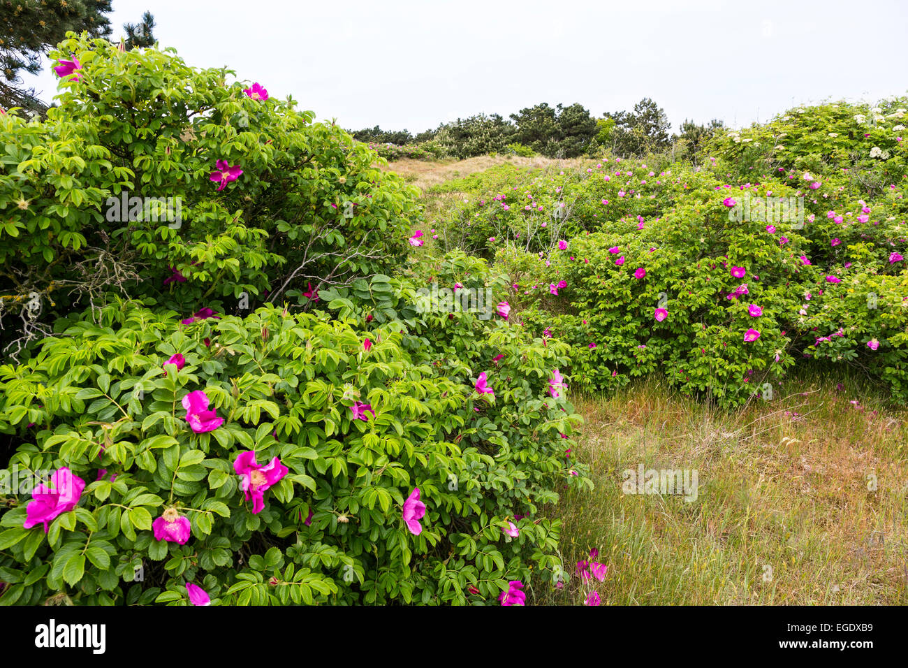Dünen mit Rosen, Rosa Rugosa, Insel Spiekeroog, Nationalpark, Nordsee, Ostfriesischen Inseln, Ostfriesland, Niedersachsen, Deutschland, Europa Stockfoto