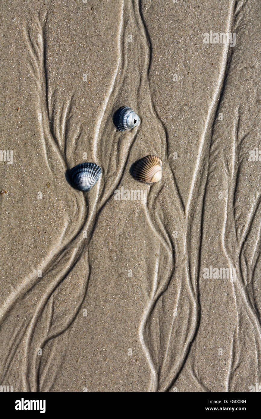 Drei Muscheln am Strand, Insel Spiekeroog, Nationalpark, Nordsee, Ostfriesischen Inseln, Ostfriesland, Niedersachsen, Deutschland, Europa Stockfoto