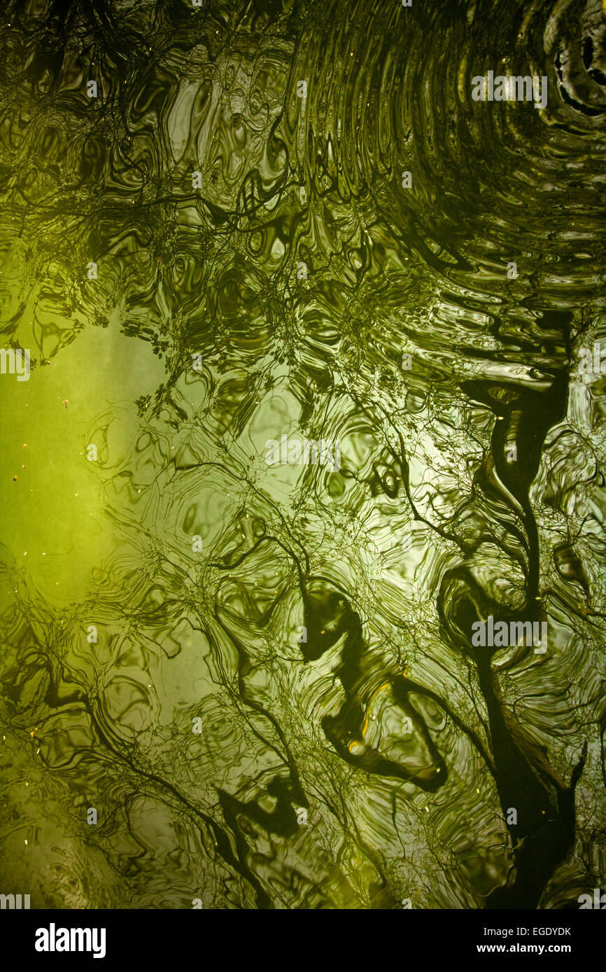 Grüner Baum Fluss Reflexion Stockfoto