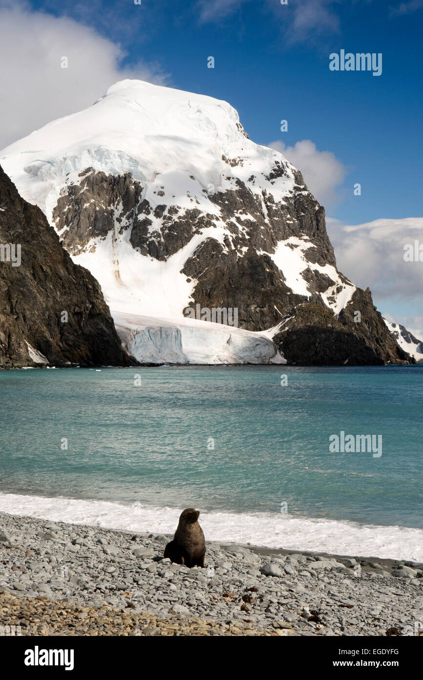 Süd-Orkney-Inseln, Laurie Island, Seebär auf base Orcadas Strand Stockfoto
