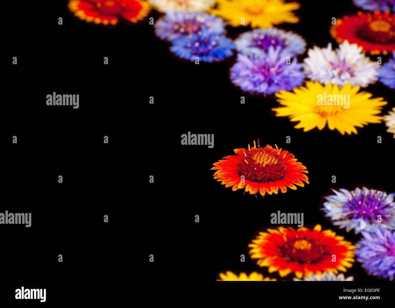 Abstraktes Hintergrundbild von bunten Blumen, die im Wasser schweben Stockfoto