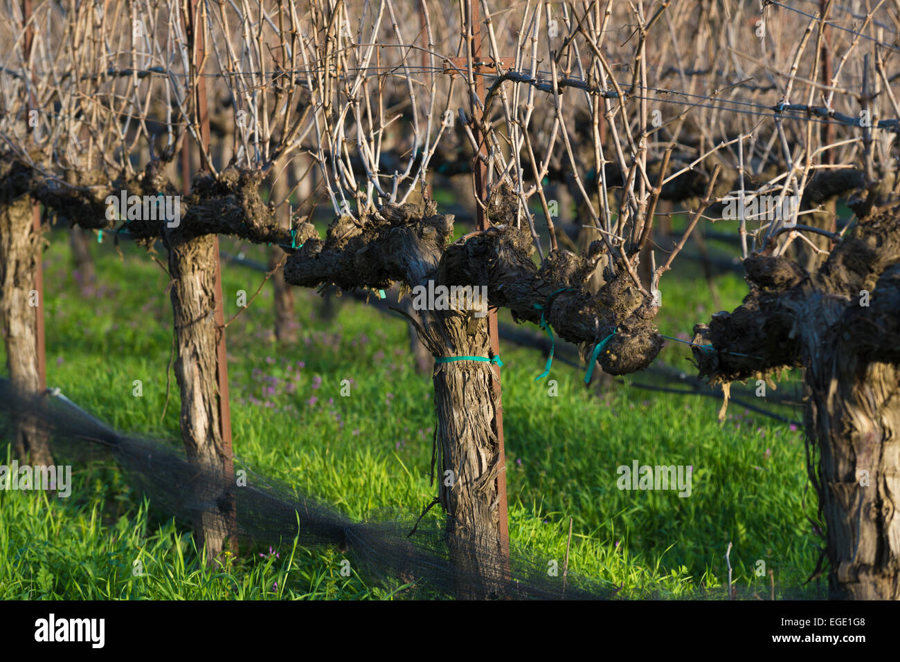 Ein Weingut mit keine Blätter in Kalifornien, der Weinstock und den Reben deutlich Stockfoto