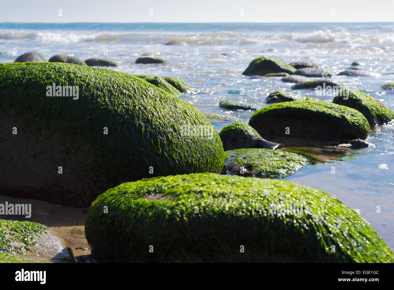 Eine Seenlandschaft mit Moos bedeckt Gestein an der kalifornischen Küste Stockfoto