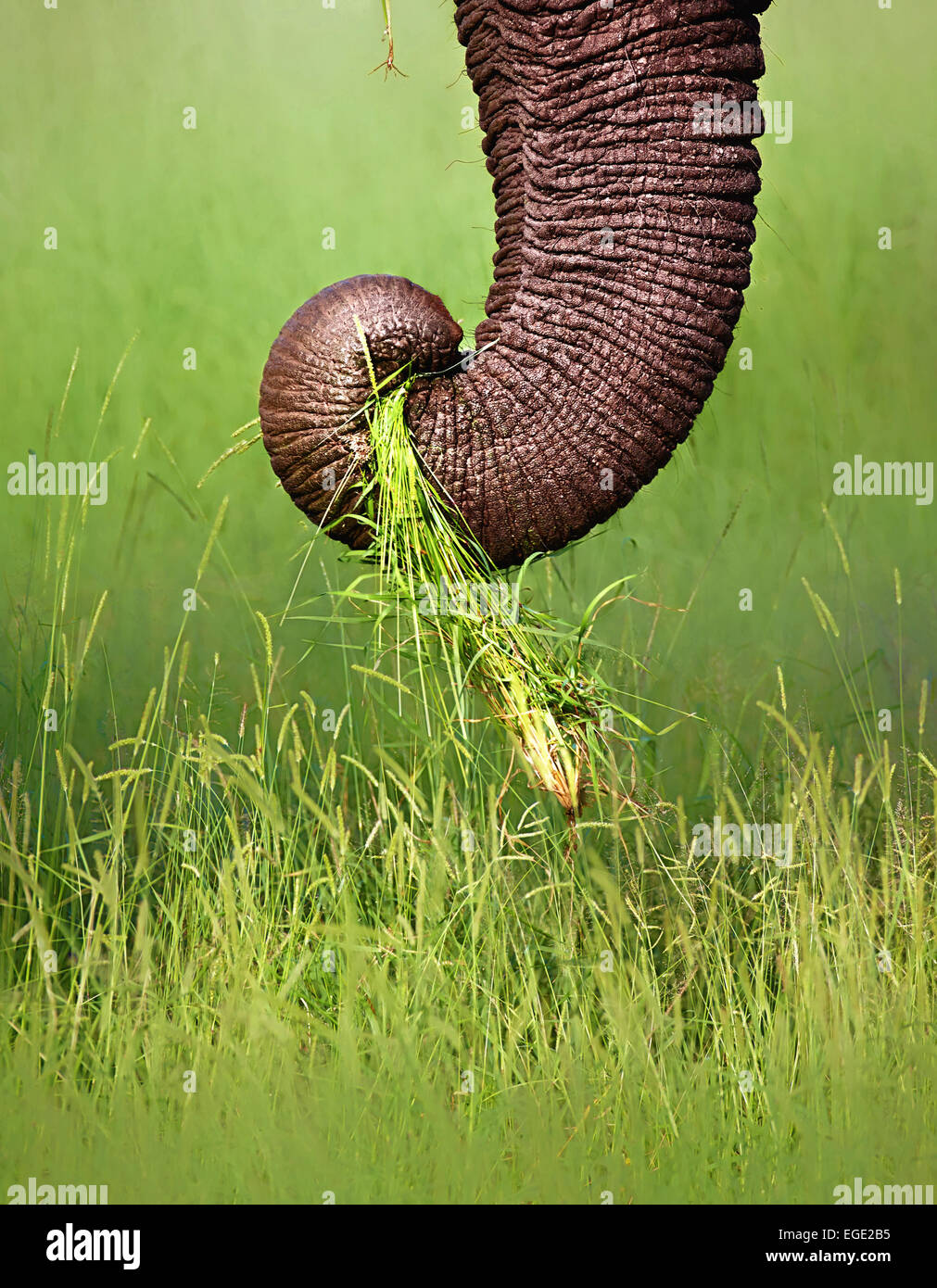 Elefantenrüssel (Loxodonta Africana) ziehen Rasen im Kruger National Park (Südafrika) Stockfoto