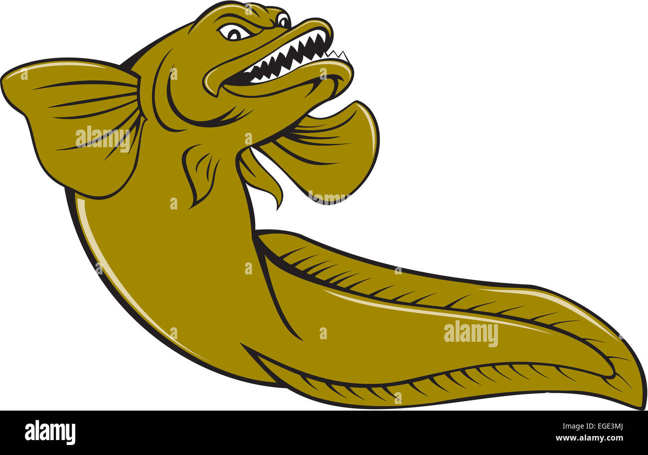 Abbildung von einem wütenden Aalmutter, Knochenfische Familie Zoarcidae, betrachtet aus einem niedrigen Winkel auf isolierten weißen Hintergrund im Cartoon-Stil gemacht. Stockfoto