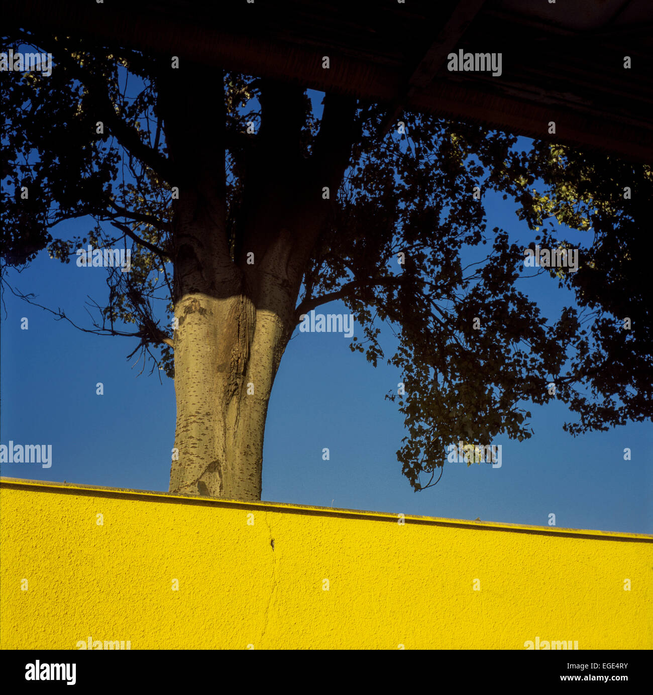Baum und gelbe Wand Stockfoto