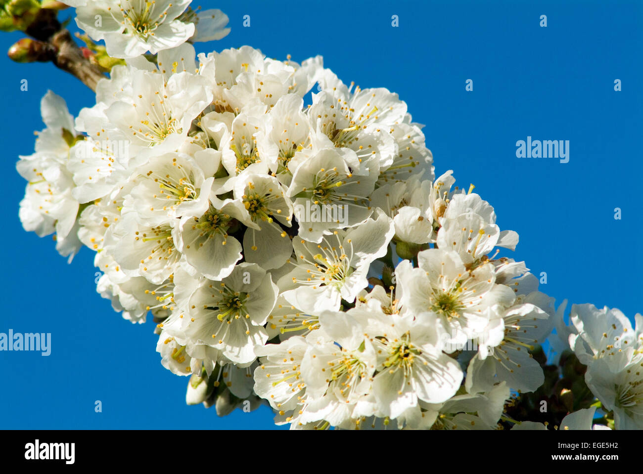 Cherry Blossom-Nahaufnahme Stockfoto