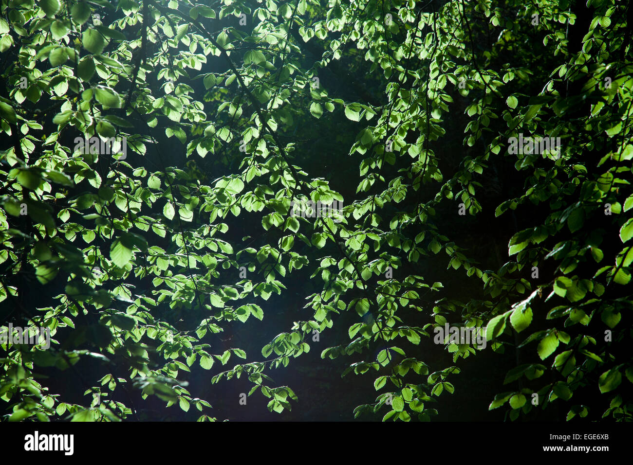 Sonne beleuchtet Buche Blätter. Stockfoto