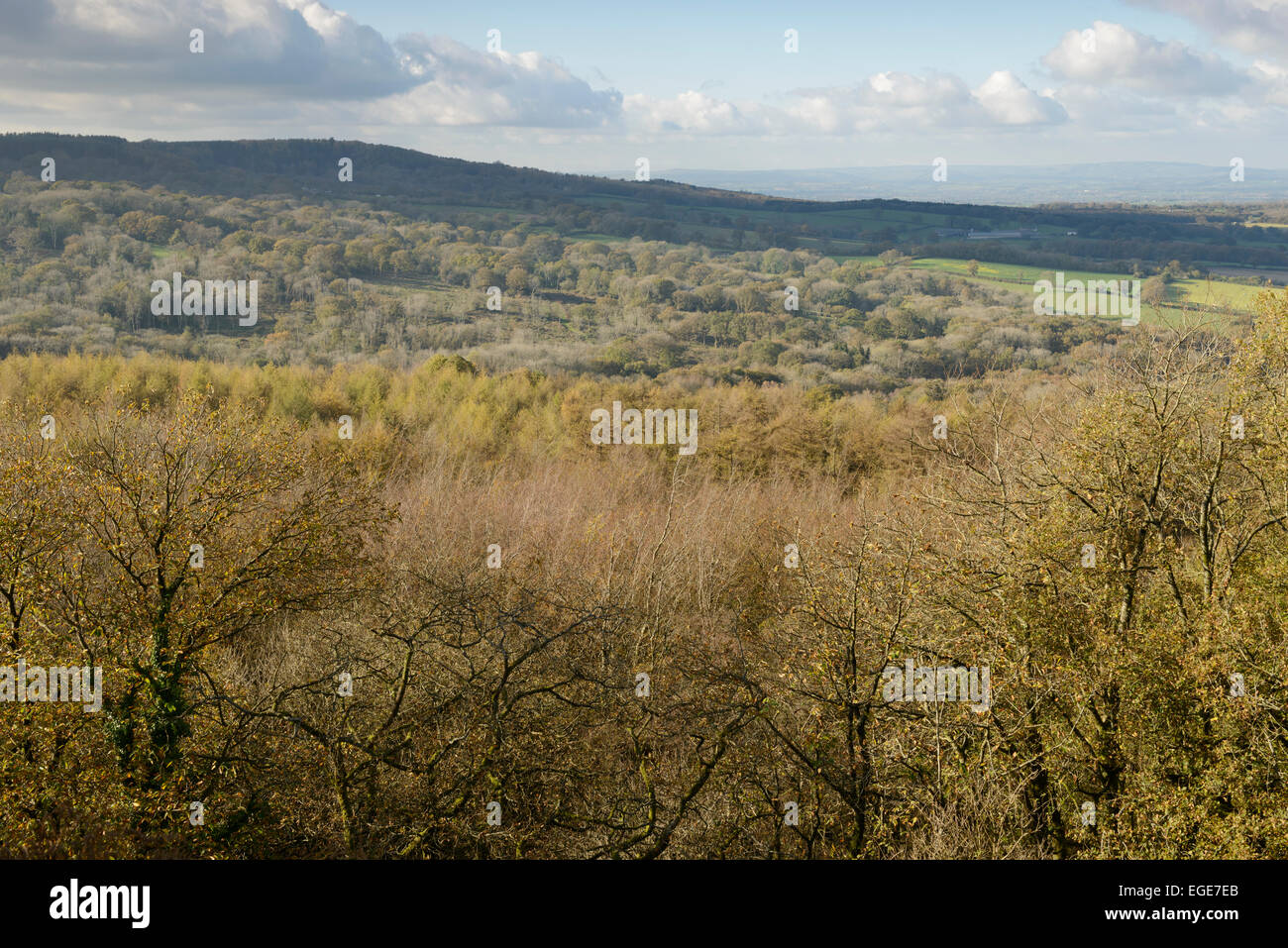 Blick über das herbstliche Landschaft von Schloss Neroche, Somerset. Stockfoto