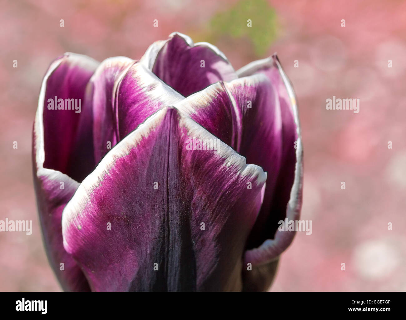 Nahaufnahme einer symmetrischen dunkel lila Tulpe. Stockfoto