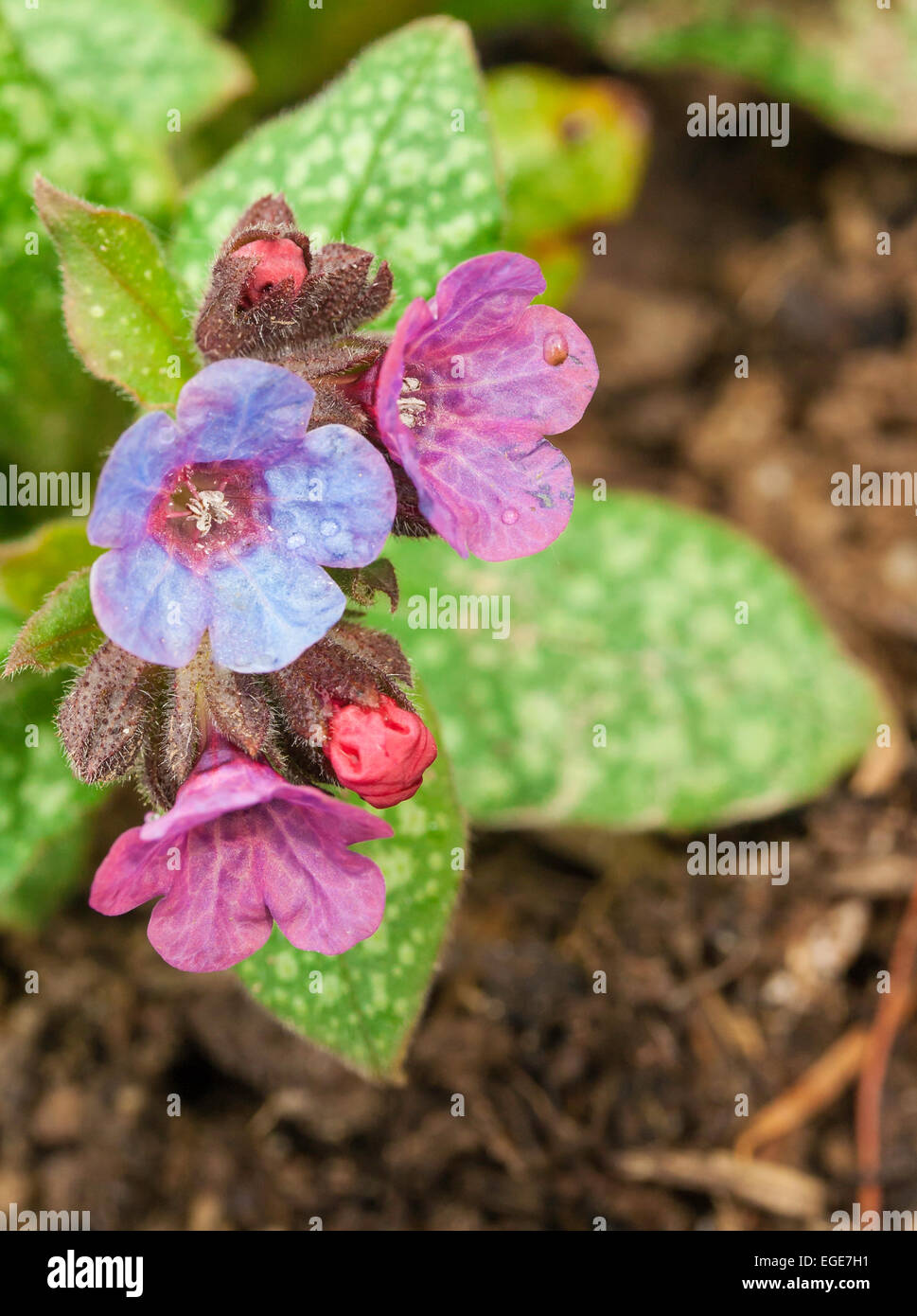 Lungenkraut mit gefleckten Blättern und Blumen, die Farben zu ändern, wenn sie älter werden Stockfoto