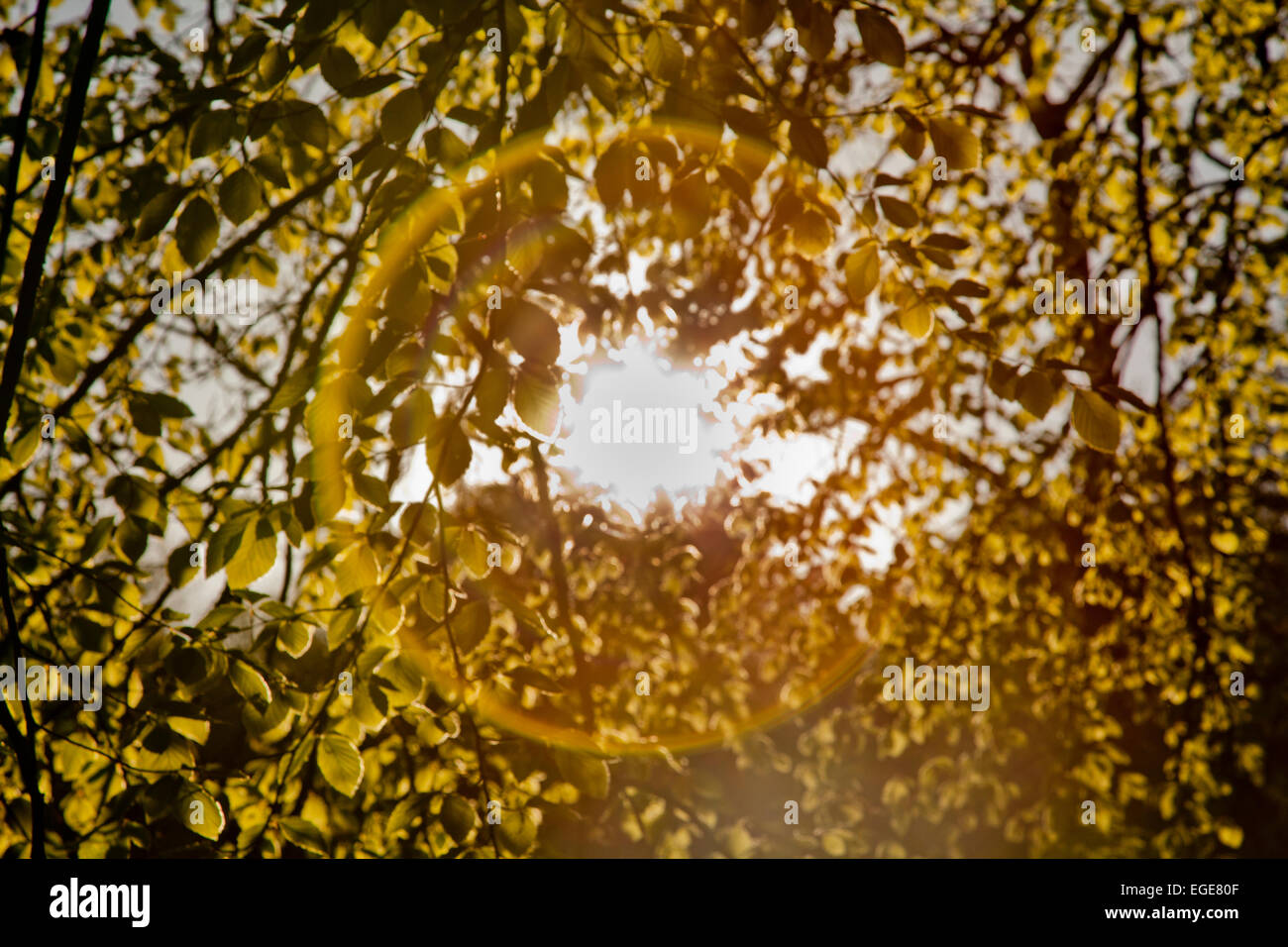 Solar Halo durch Buche Blätter. Stockfoto