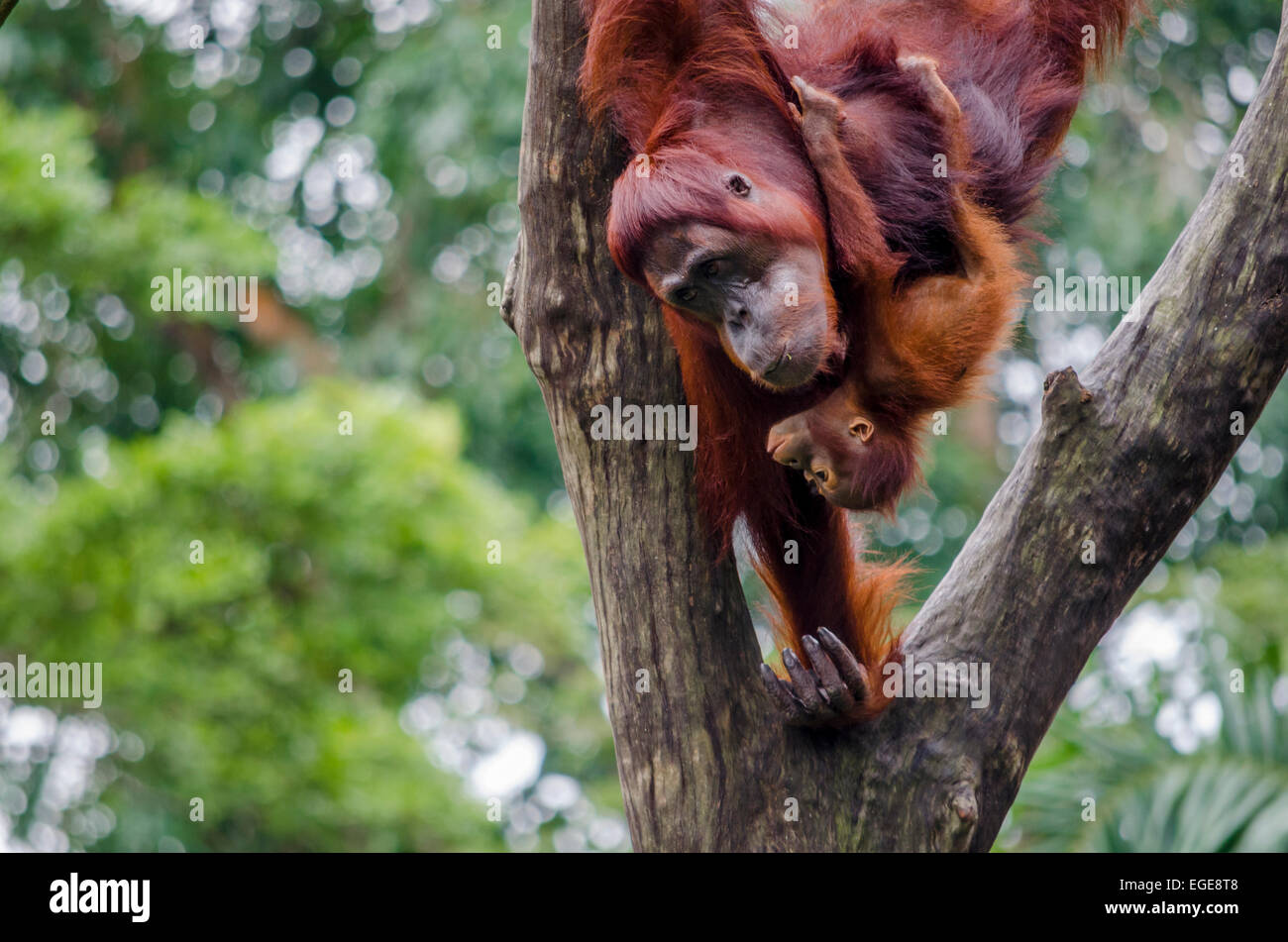 Niedliche Baby Orangutan kuscheln mit seiner Mutter Stockfoto
