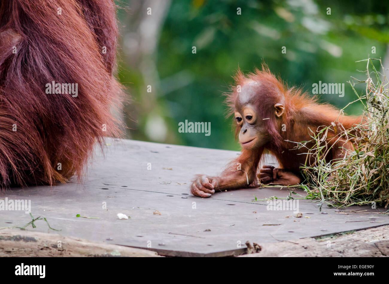 Baby Orangutan neben seiner Mutter Essen Stockfoto