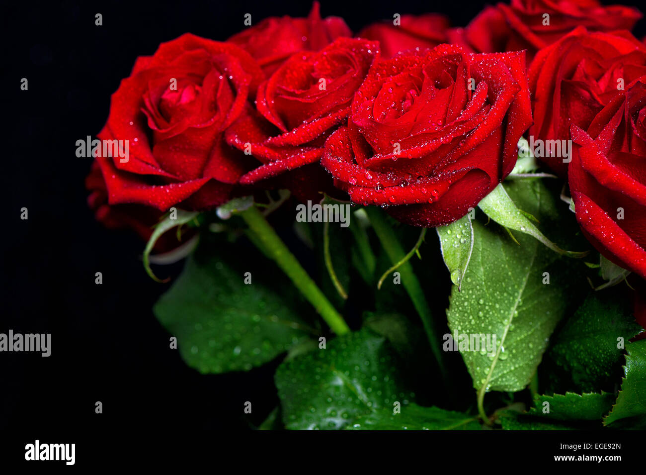 Strauß roter Rosen mit Wasser fällt auf schwarzem Hintergrund Stockfoto