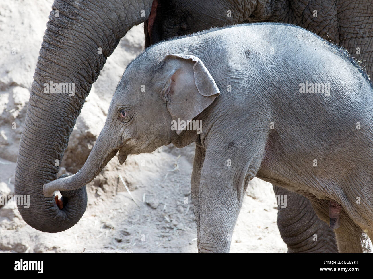 Baby-Elefant mit seiner Mutter Stockfoto