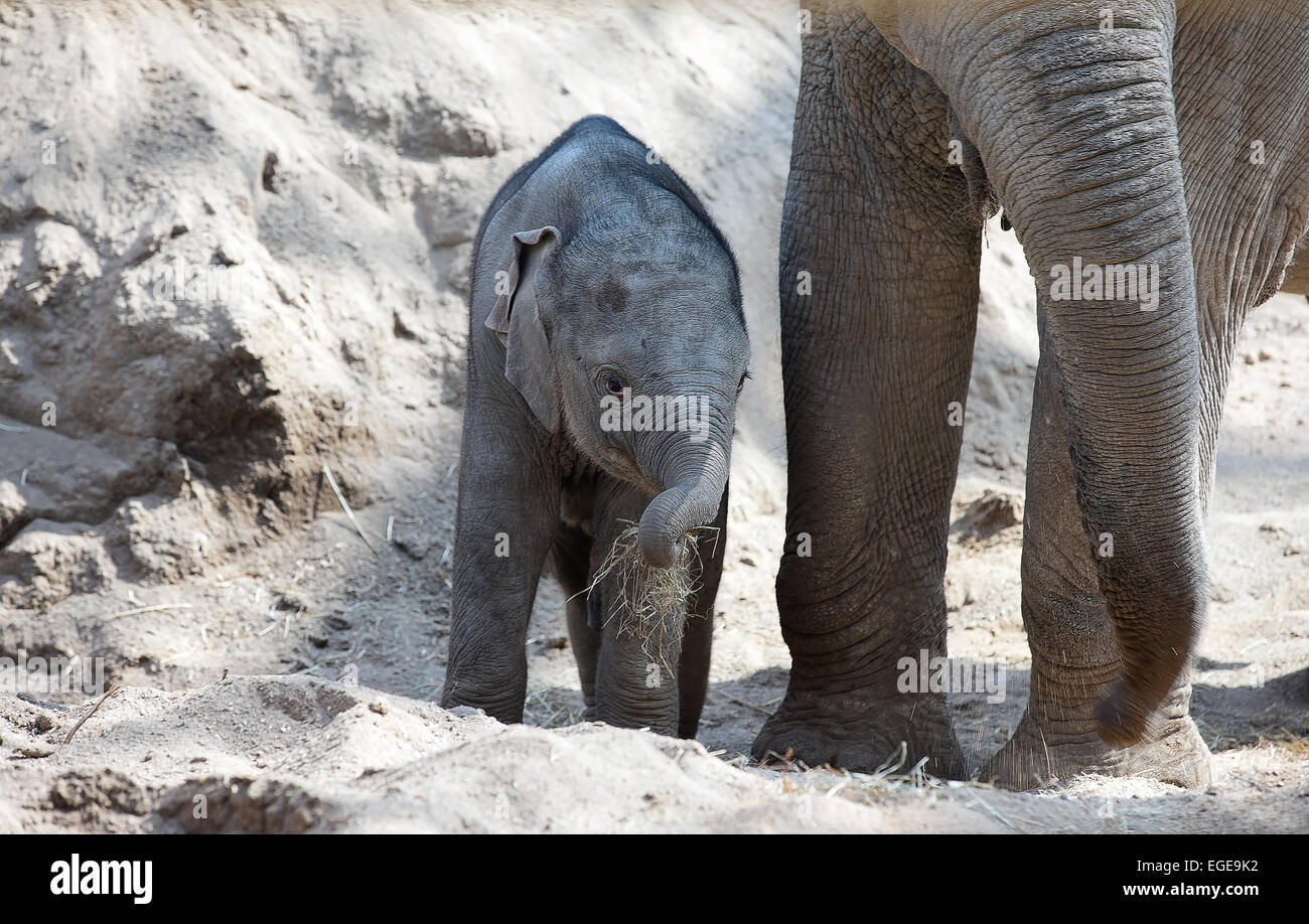 Baby-Elefant mit seiner Mutter Stockfoto