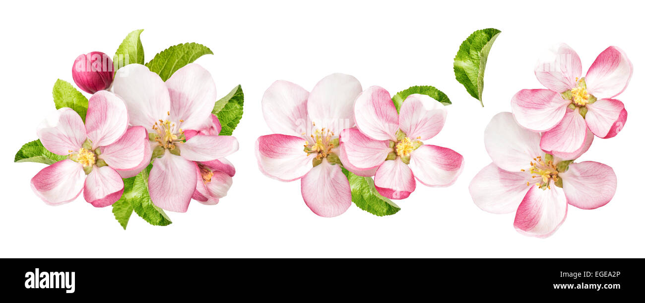 Apfel-Blüten mit grünen Blättern, die isoliert auf weißem Hintergrund. Frühling Blumen-set Stockfoto