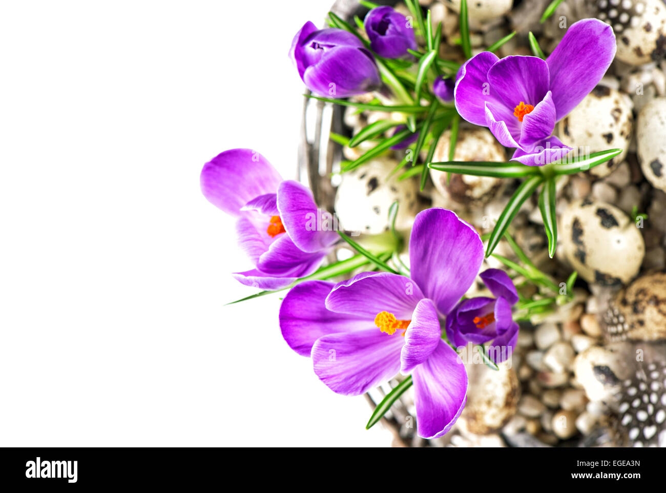 schönen Frühling Krokus Blüten mit Eiern Osterdekoration auf weißem Hintergrund Stockfoto