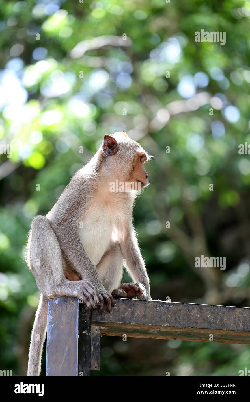 Affen in der Natur, Thailand Tier im Wald. Stockfoto