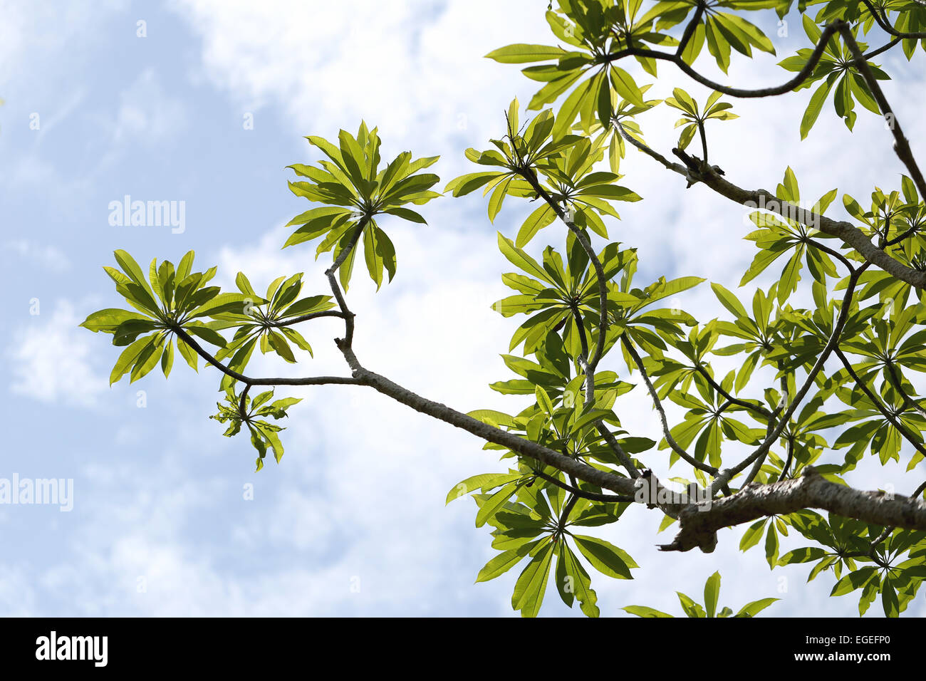 Zweige und Blätter auf einen blauen Himmelshintergrund. Stockfoto