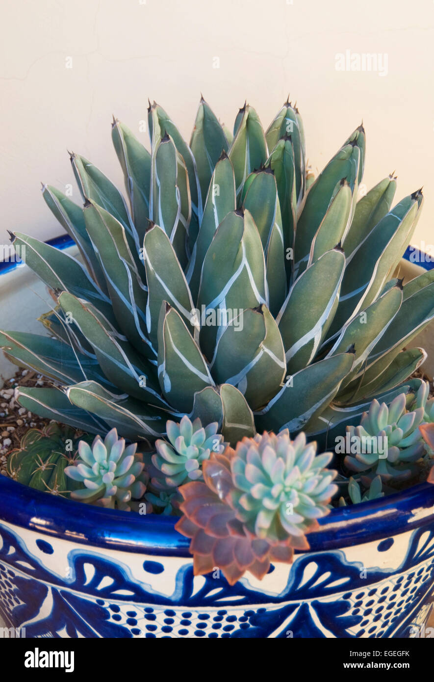 Agave Victoria Regina und Echeveria im Container Stockfoto