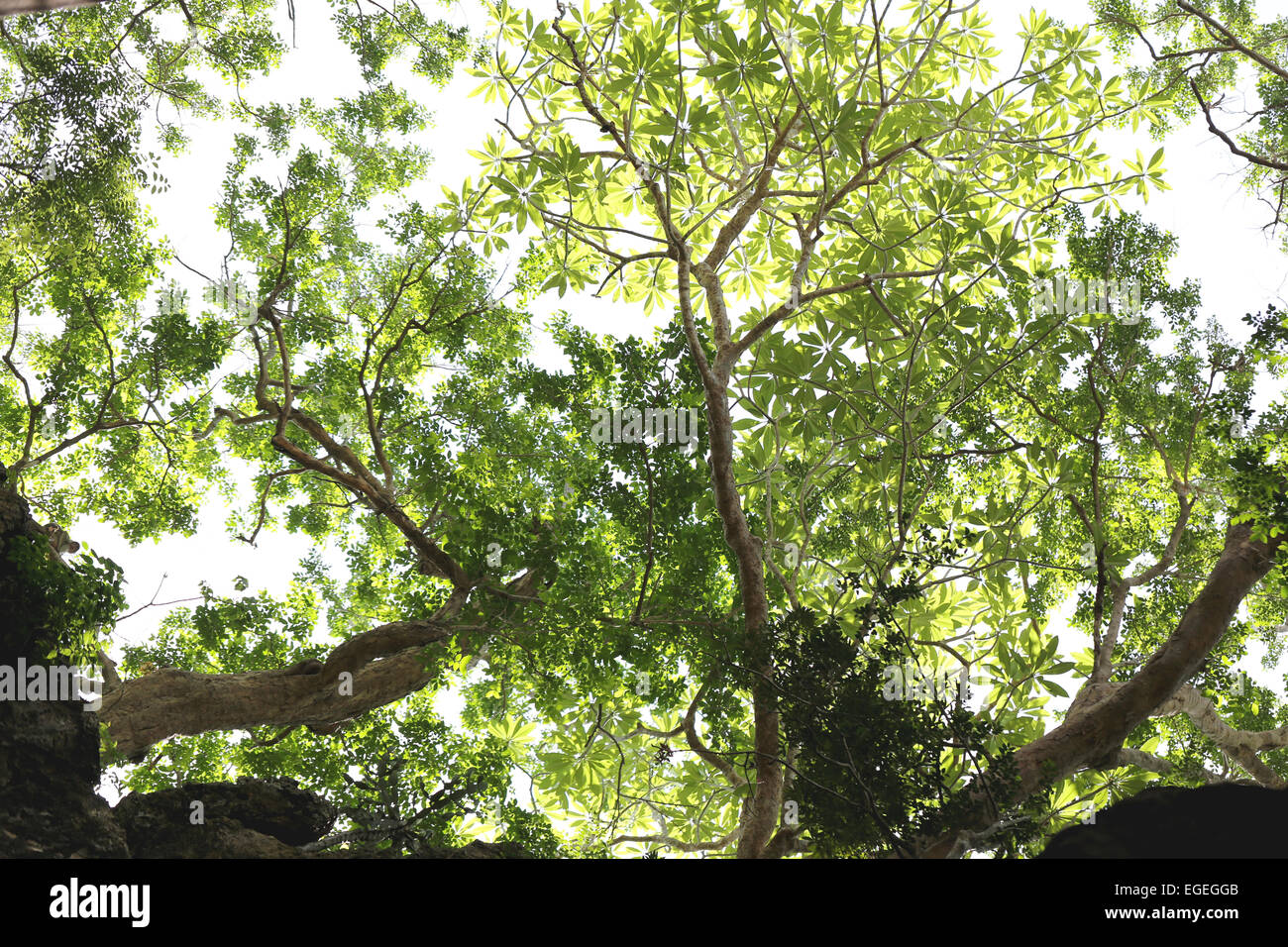 Zweige und grüne Blätter auf Stein Berg für Natur Hintergrund. Stockfoto