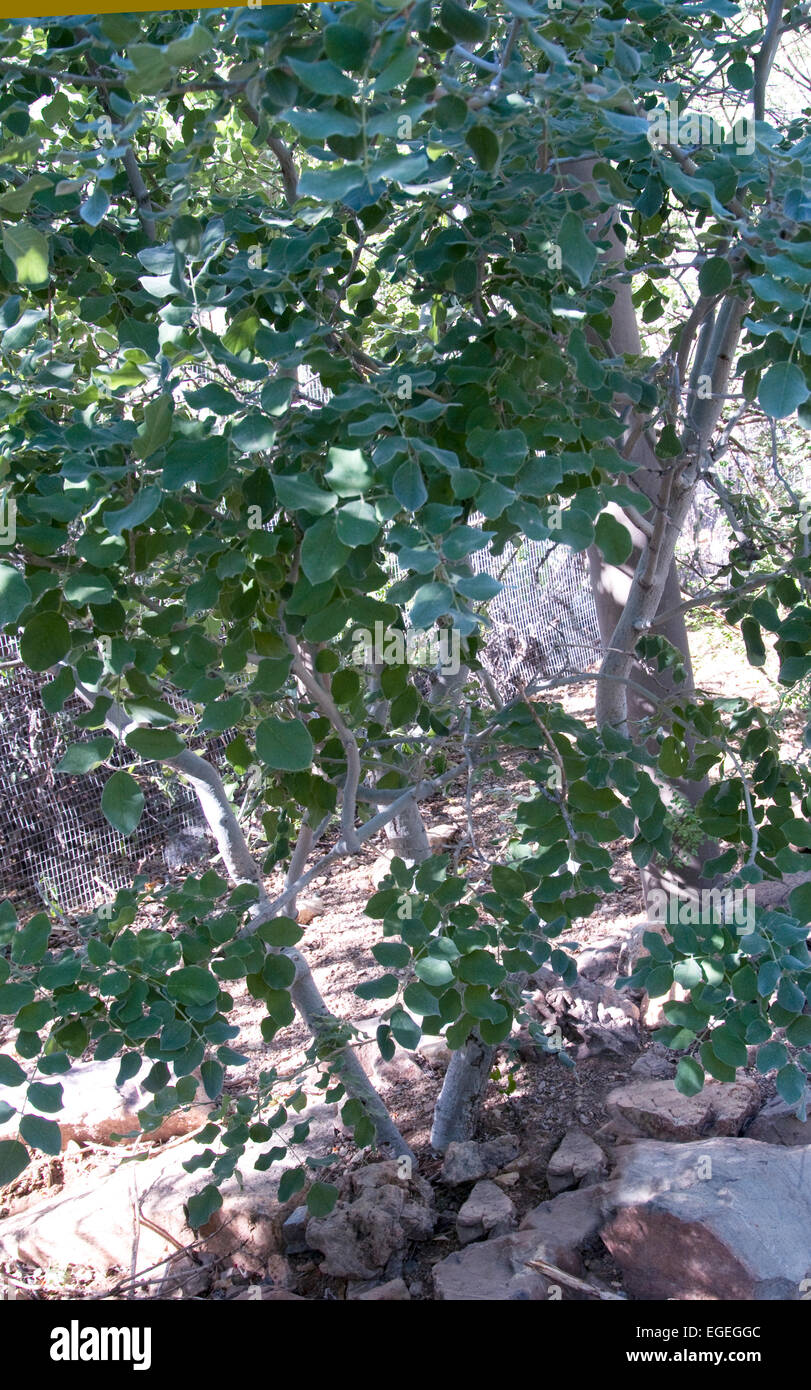 Piscidia Mollis, Fische zu vergiften Baum, Palo blanco Stockfoto