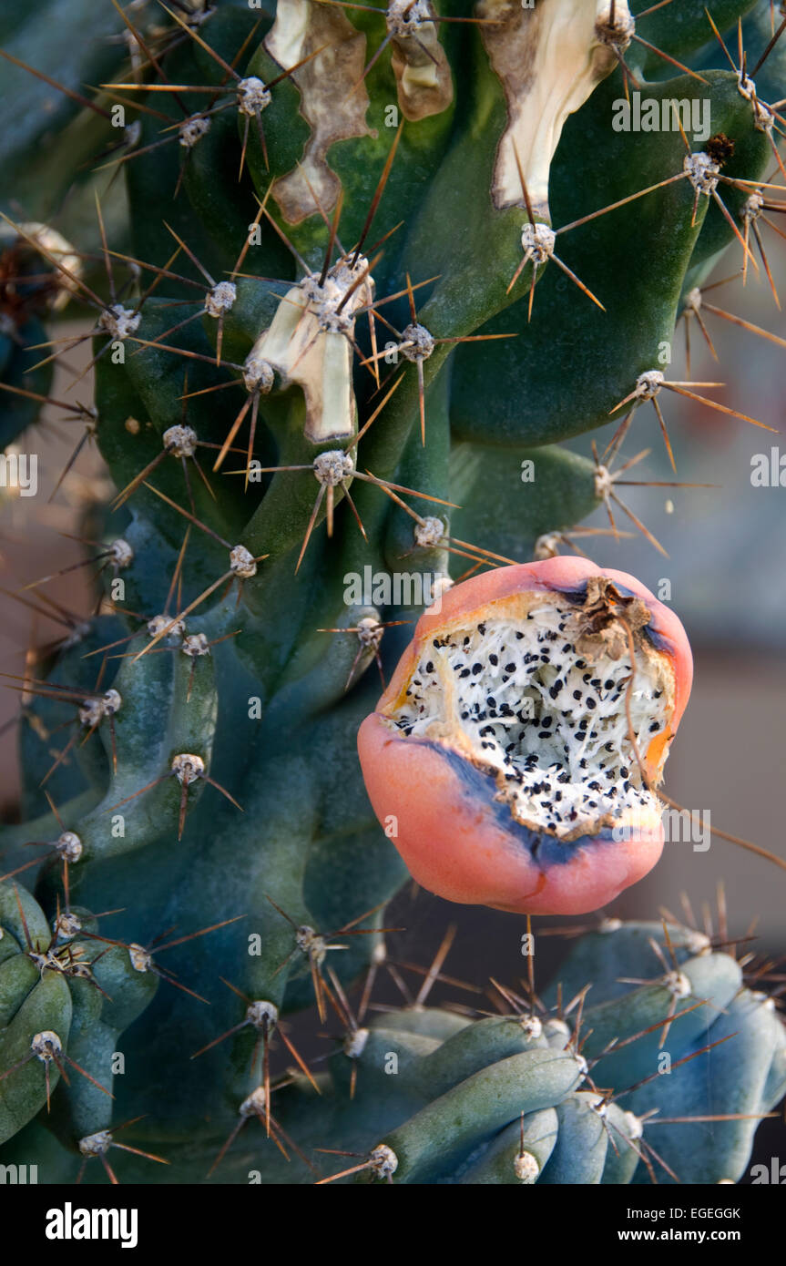 Kaktus Samenkapsel offen für Samen zeigen Stockfoto
