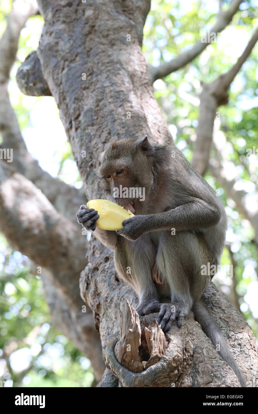 Affen in der Natur essen Obst, Thailand Tier im Wald. Stockfoto