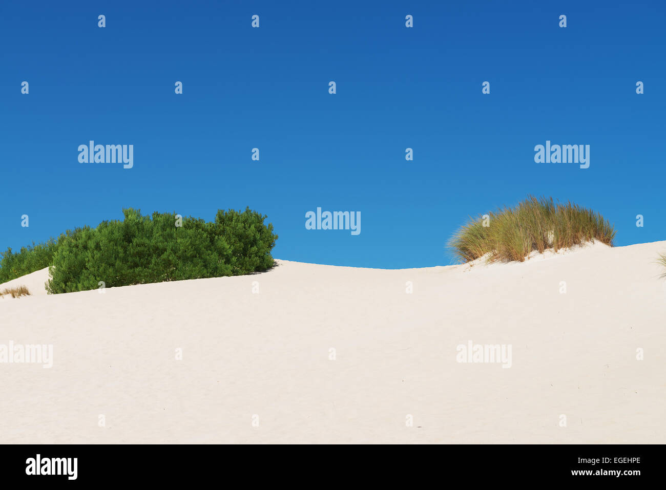 Weißen Sanddünen mit Sträuchern in Little Sahara, Kangaroo Island, South Australia Stockfoto