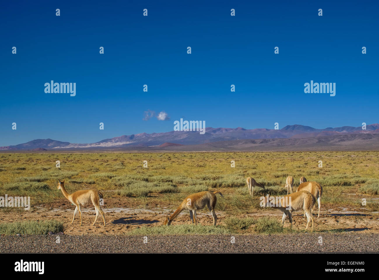 Guanako Lamas auf malerische Landschaft in Argentinien, Südamerika Stockfoto