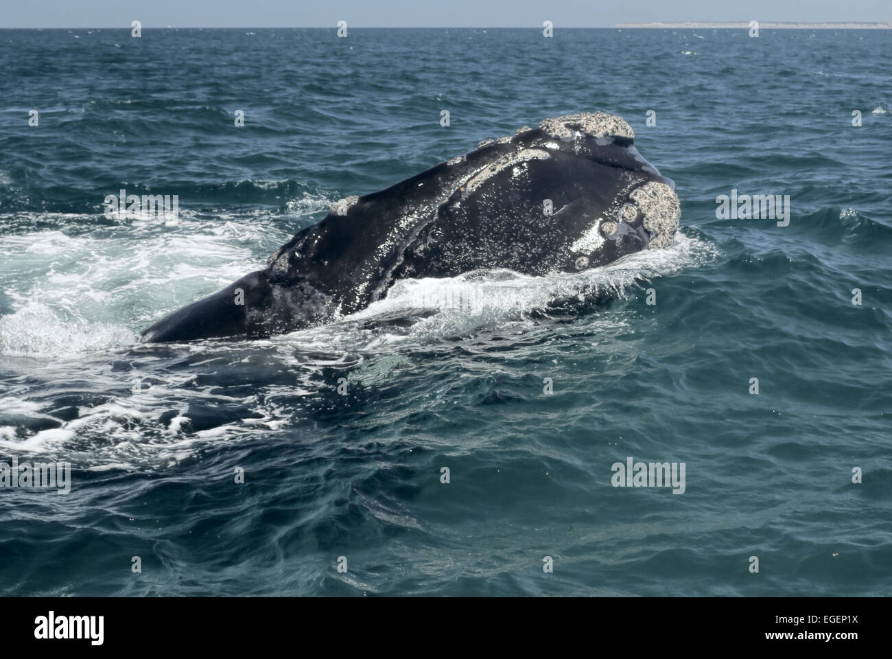 Einsamer Wale schwimmen vor der Küste von Argentinien in Südamerika Stockfoto