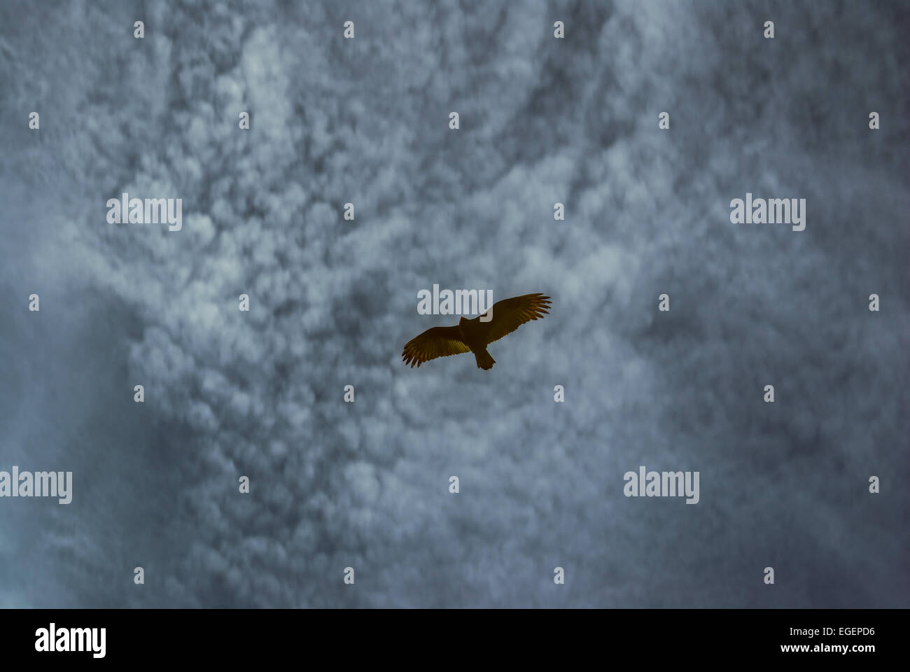 Atemberaubende Aussicht auf ein Adler fliegen unter dem grauen Himmel Stockfoto