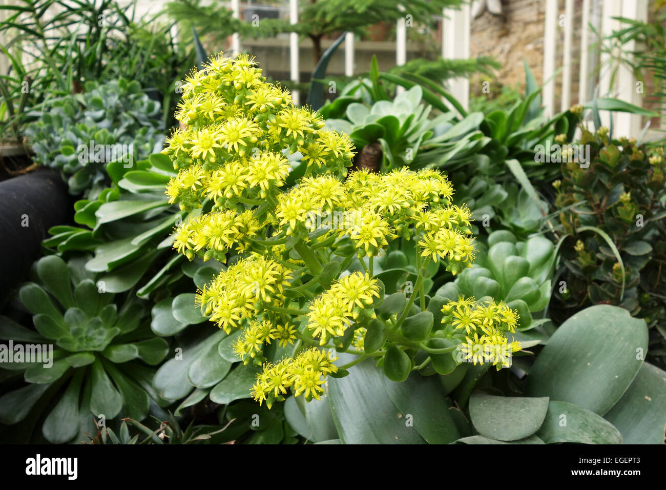 Nahaufnahme der gelben Blumen von Aeonium Arboreum, Großbritannien Stockfoto