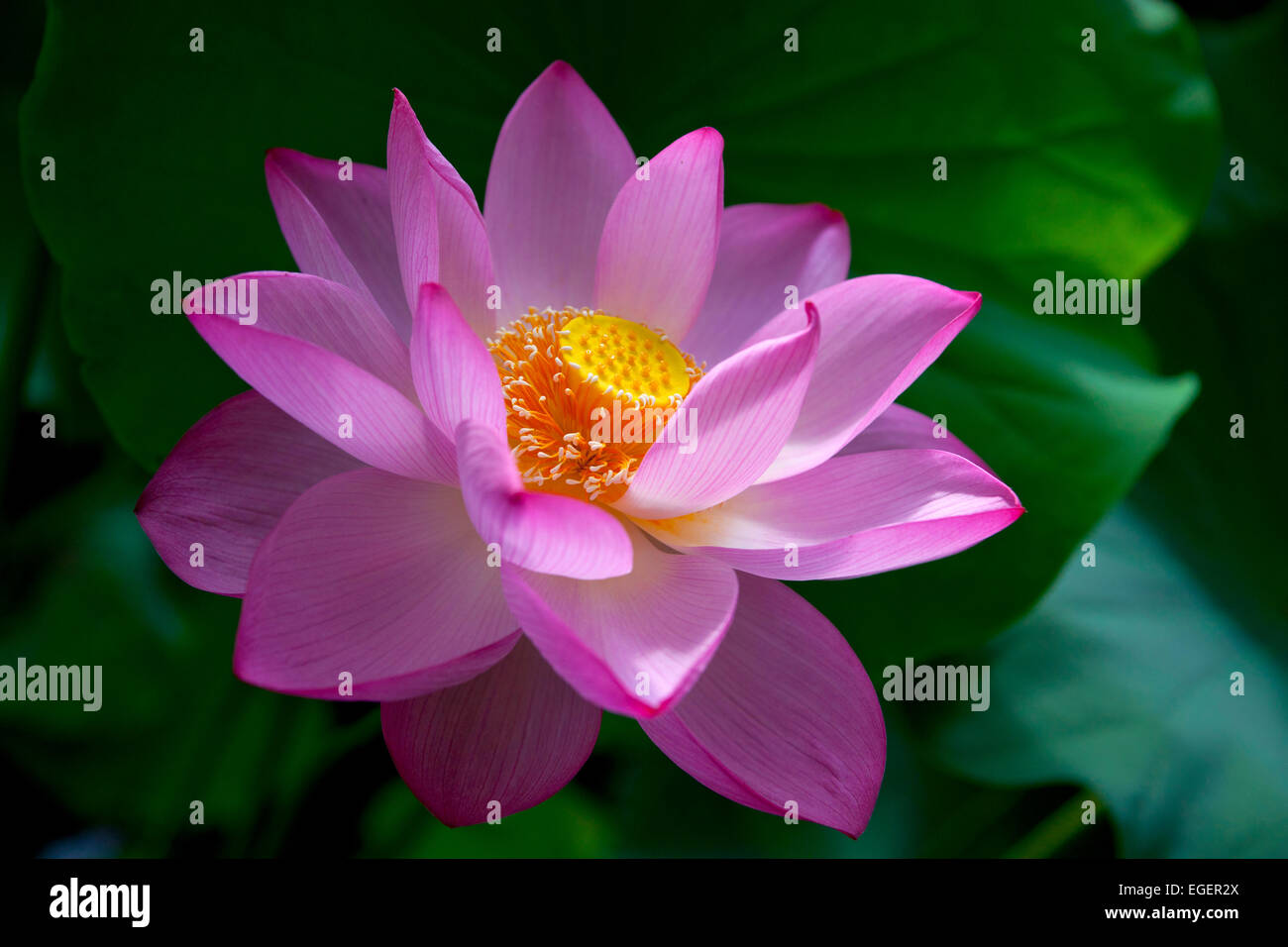 Lotus teich ueno Fotos und Bildmaterial in hoher Auflösung Alamy