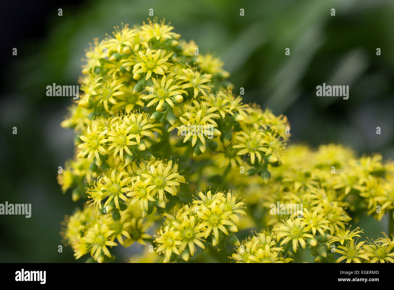 Nahaufnahme der gelben Blumen von Aeonium Arboreum, Großbritannien Stockfoto