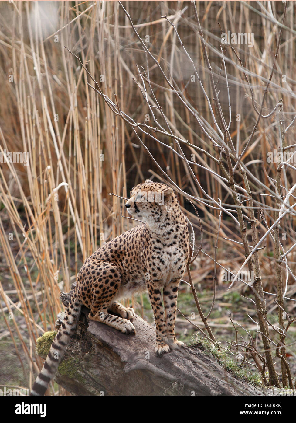 Gepard Acinonyx jubatus Stockfoto