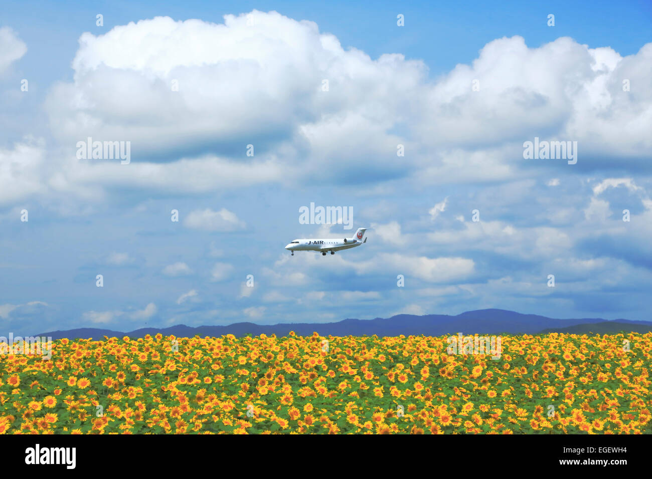 Blumenfeld Stockfoto