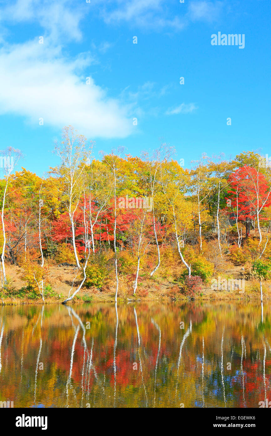 Blätter im Herbst Stockfoto