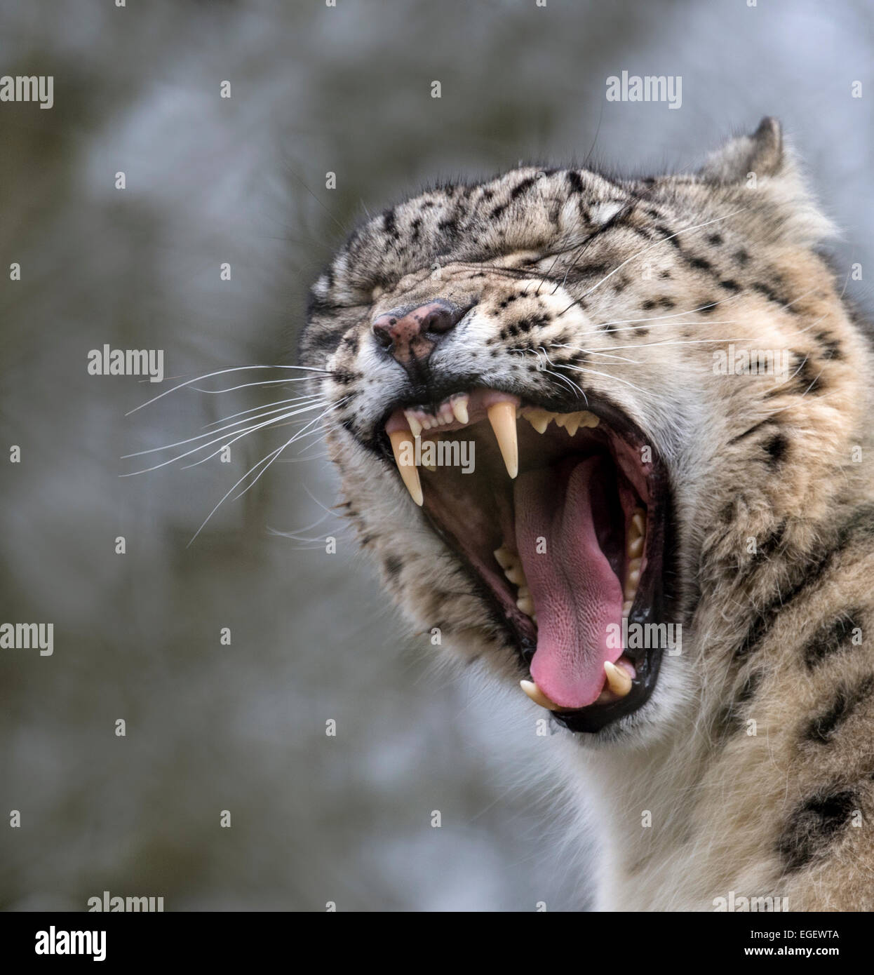 Männlichen Schneeleoparden Gähnen Stockfoto