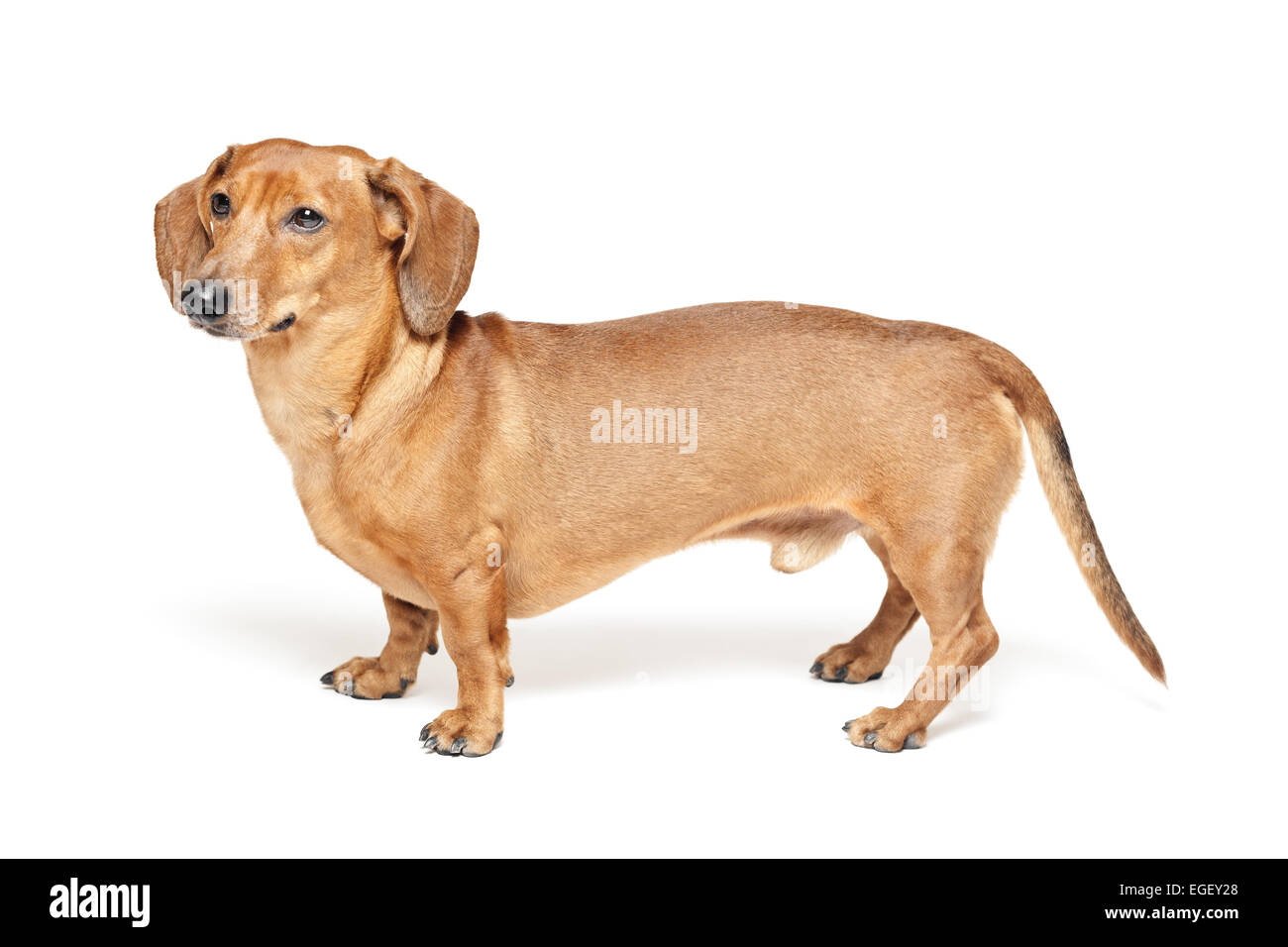 niedliche braune Dackel Hund isoliert auf weißem Hintergrund Stockfoto