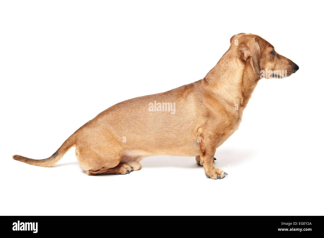 niedliche braune Dackel Hund isoliert auf weißem Hintergrund Stockfoto