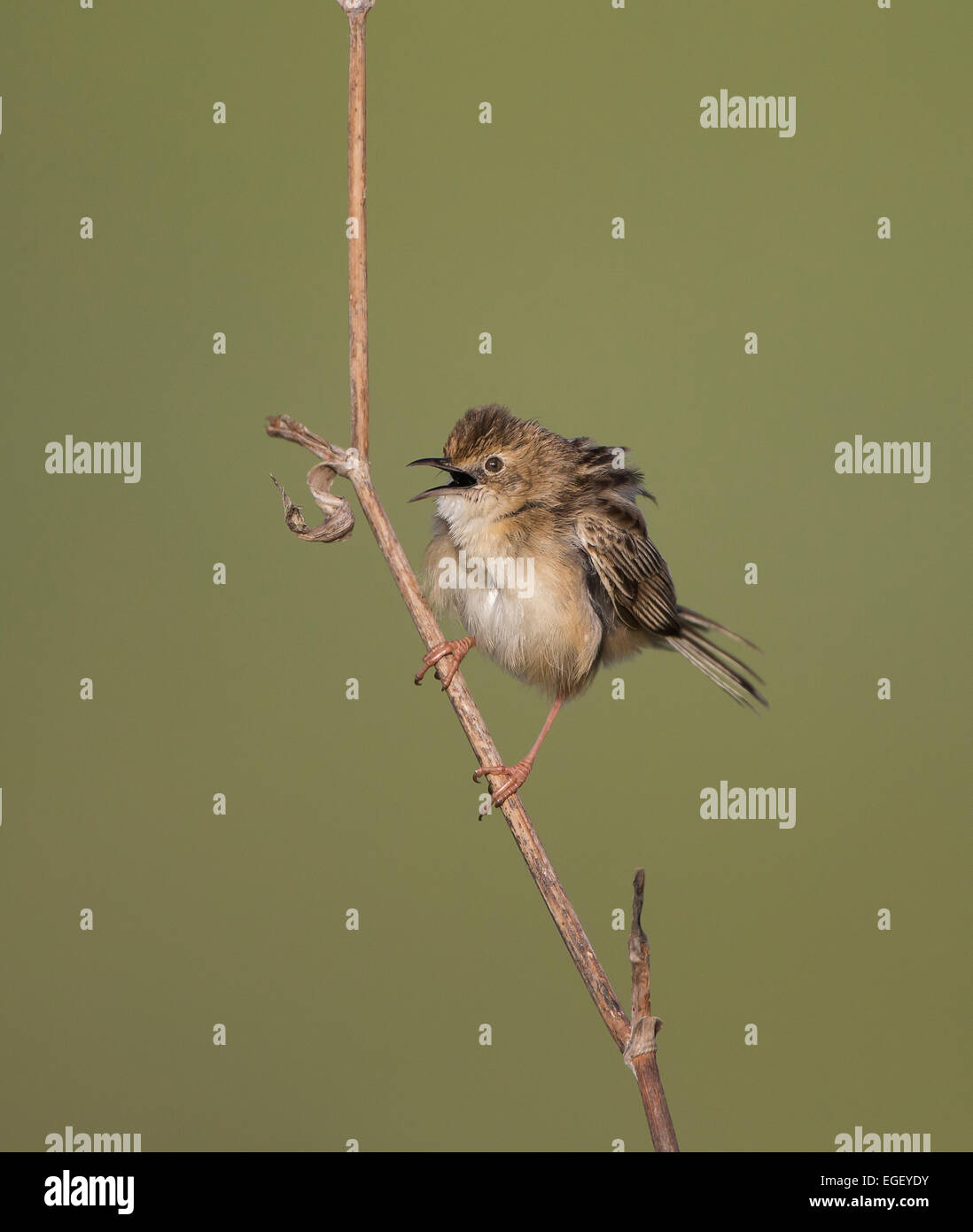 Cistensänger Cisticola Cisticola kommt auch als Fan tailed Warbler Zypern Stockfoto