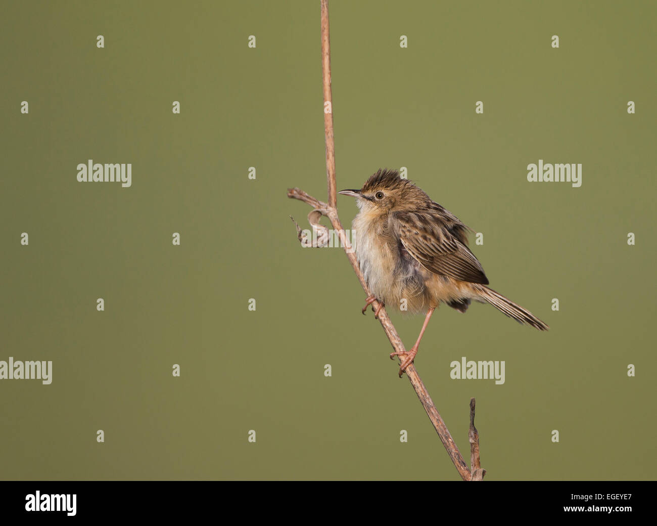 Cistensänger Cisticola Cisticola kommt auch als Fan tailed Warbler Zypern Stockfoto