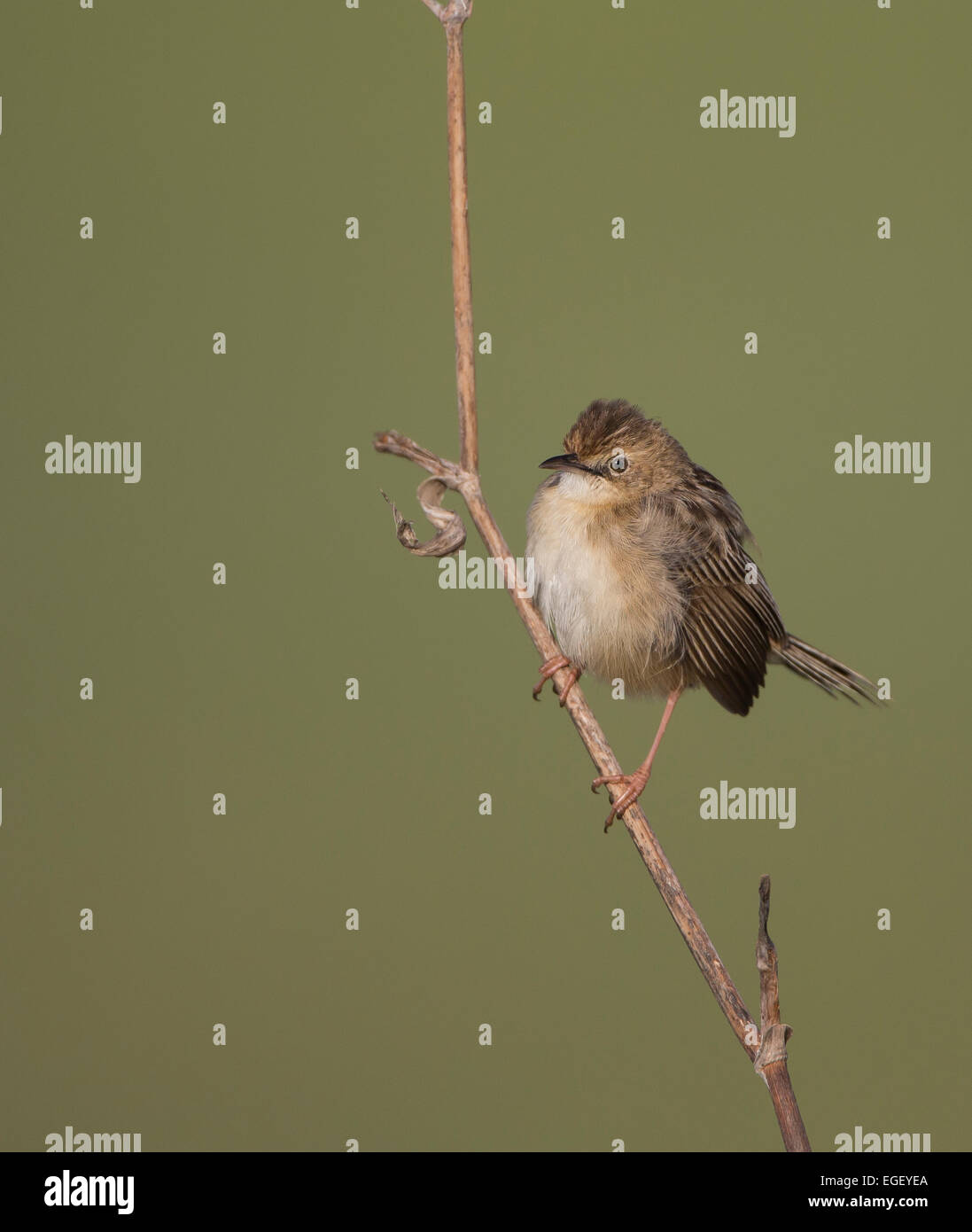 Cistensänger Cisticola Cisticola kommt auch als Fan tailed Warbler Zypern Stockfoto