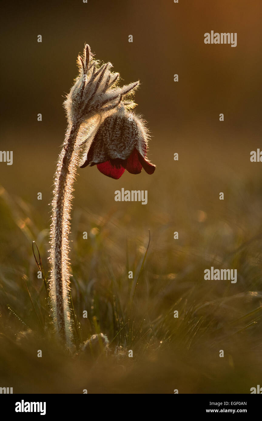 Kuhschelle (Pulsatilla Rubra), auch genannt Prärie Krokus, Wind Blume, Ostern Blume und Wiese Anemone. Giftig, die Blume h Stockfoto