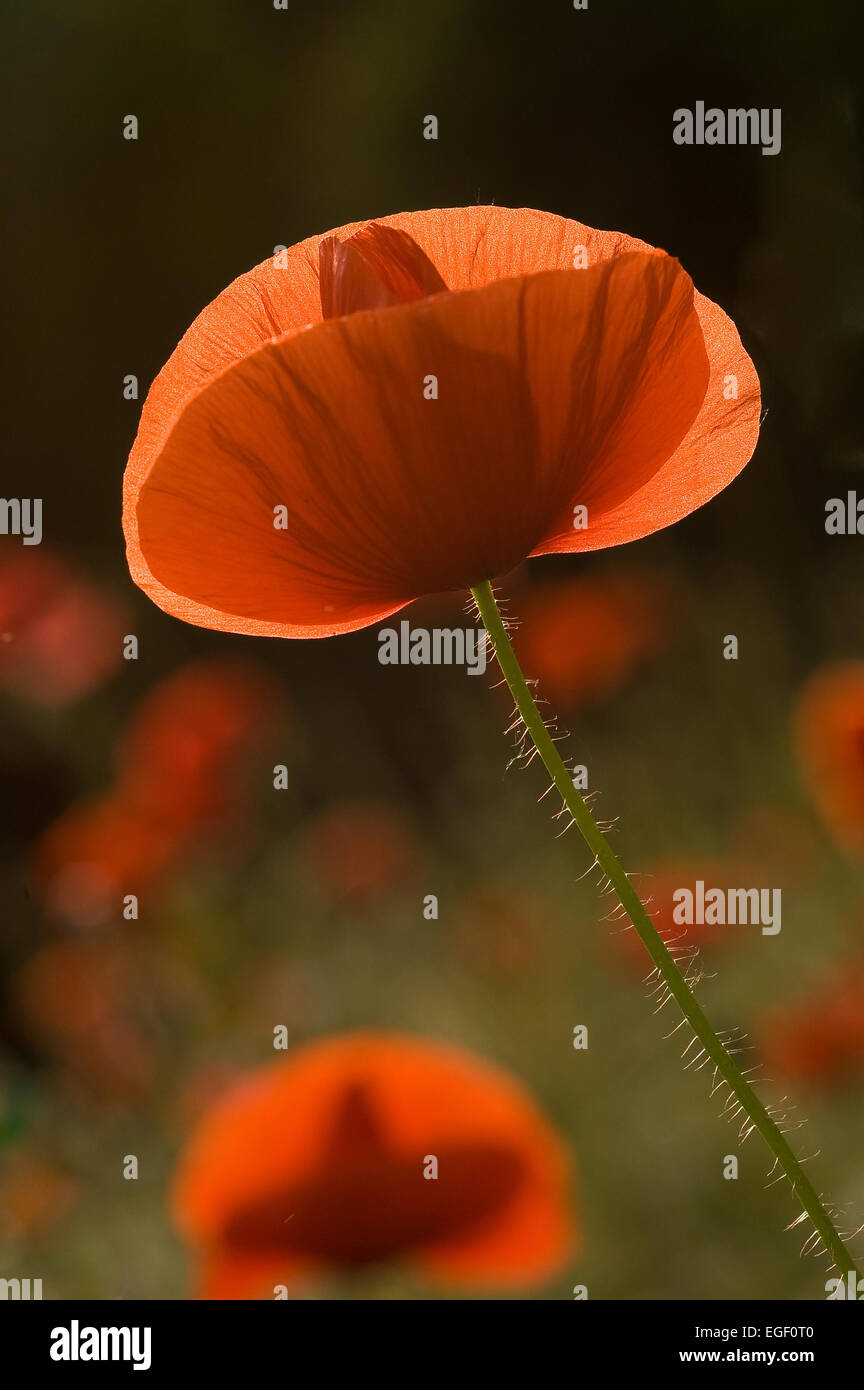 Gemeinsamer Name: rote Unkraut, Klatschmohn, rose, Feld Klatschmohn, roter Mohn Stockfoto