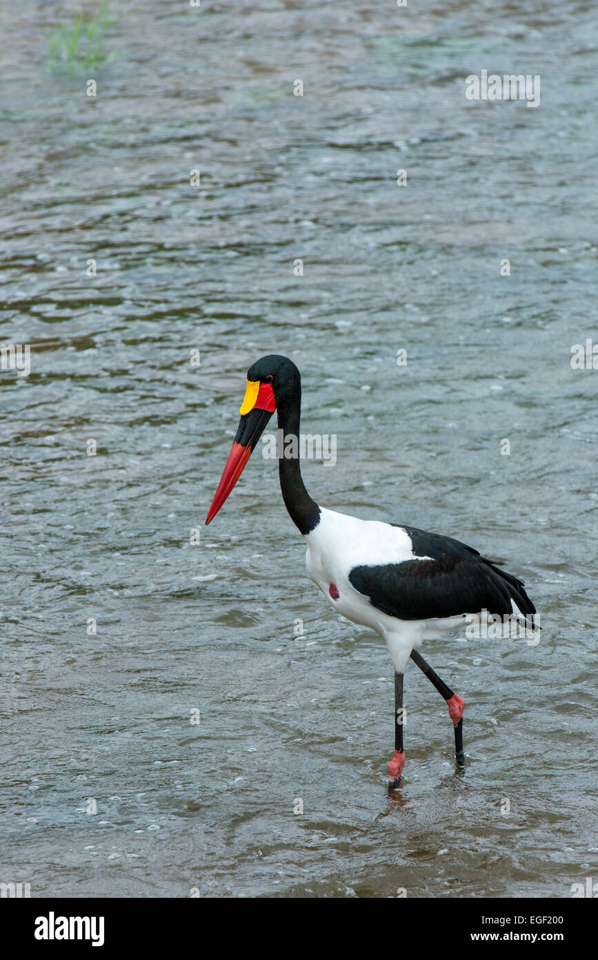 Sattel – abgerechnet Stork (Nahrung Senegalensis) stehen im Fluss war, Krüger Nationalpark, Südafrika Stockfoto