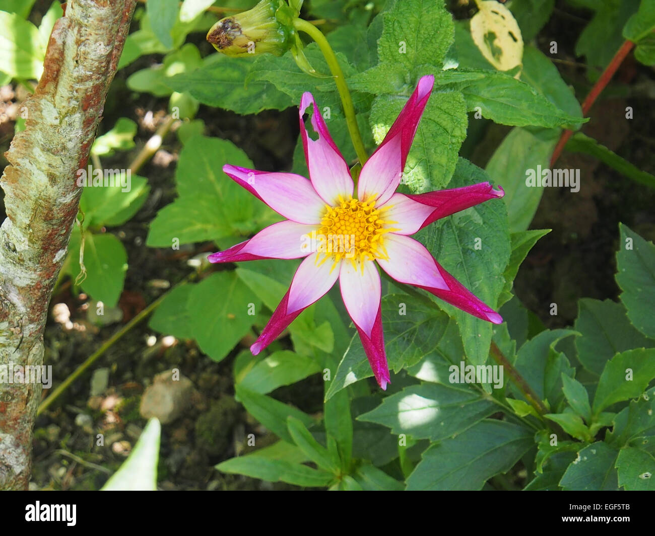 Passiflora Stockfoto